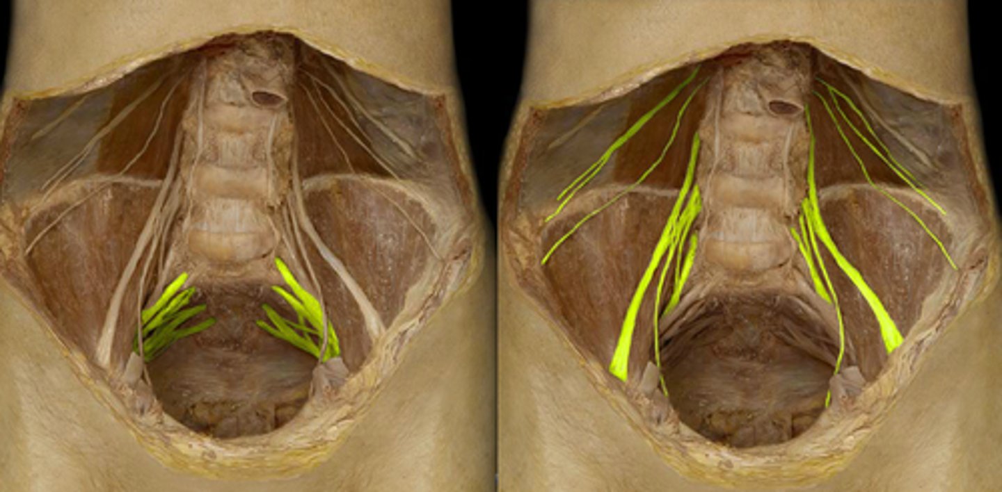 <p>- Formed from L2-S3</p><p>- Obturator nerve (L2-L4)</p><p>- Femoral nerve (L2-L4)</p><p>- Sciatic nerve (L4-S3)</p>