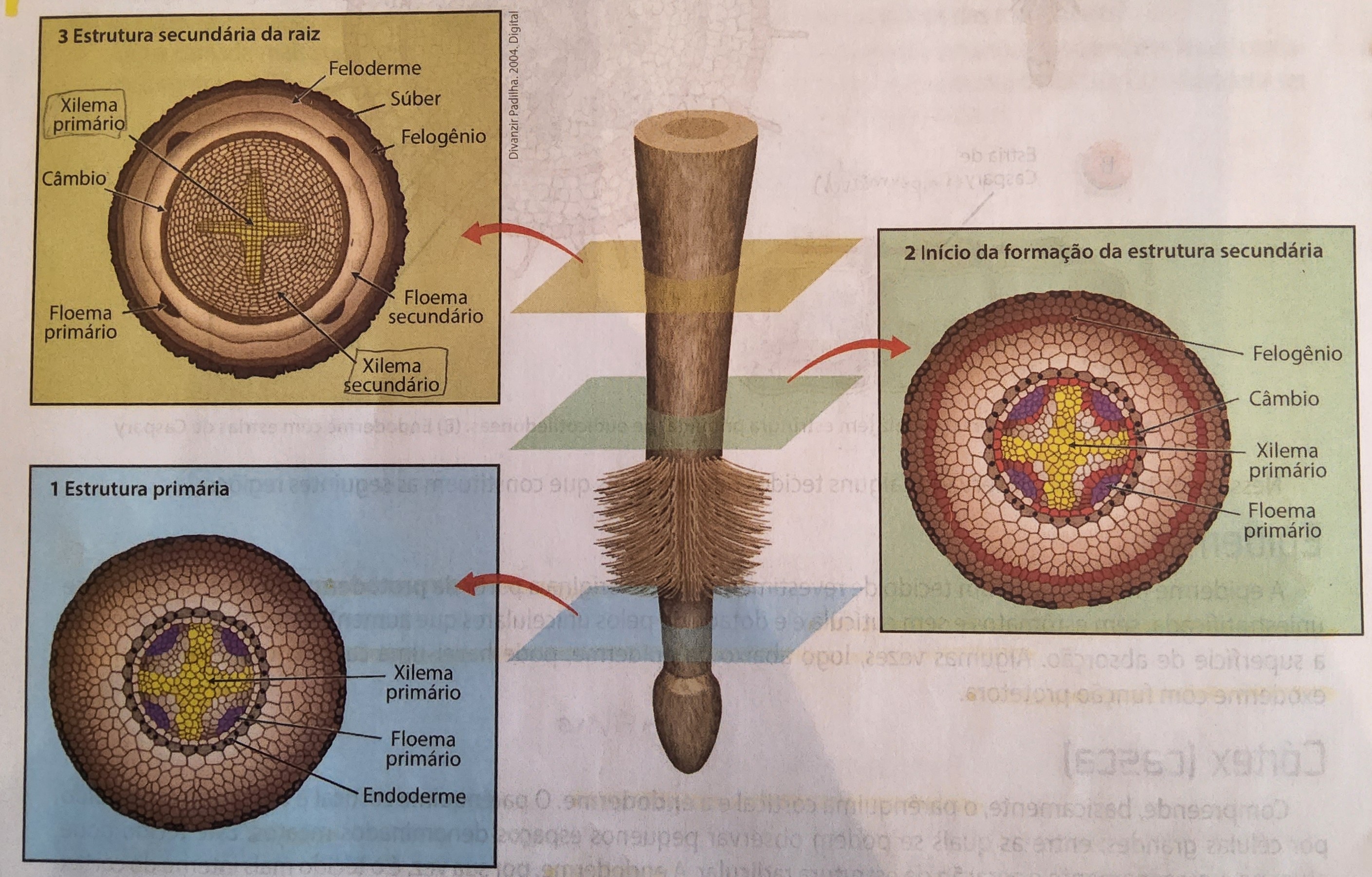 * periderme da raiz = tecido suberoso + felogênio + feloderme