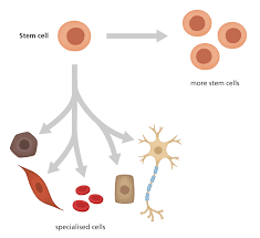 a single cell that can replicate itself or differentiate into many cell types (under special conditions)