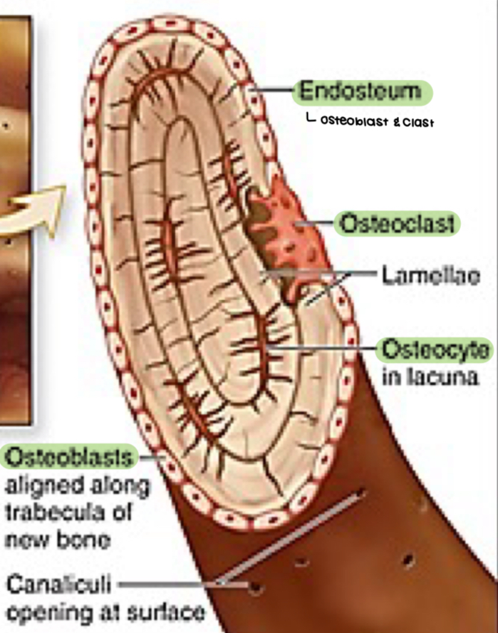 <p>what type of bone</p>