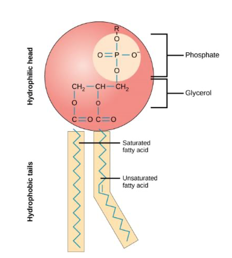 <p>two fatty acids + phosphate group attached to glycerol backbone</p>