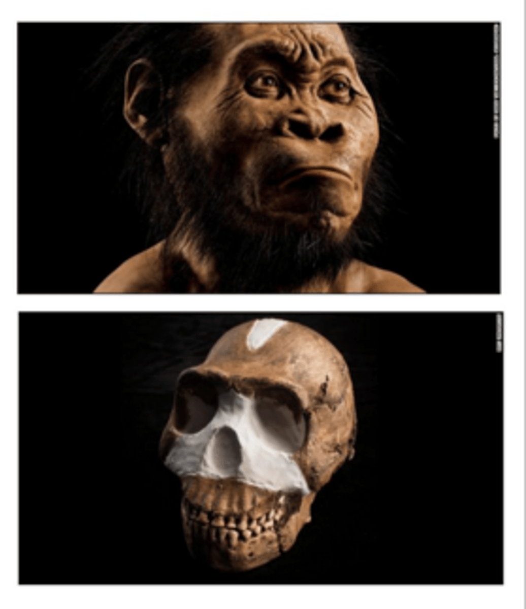 <p>-skull close to H. erectus shape</p><p>-475-560cc cranial capacity</p><p>-males 5ft tall, females smaller</p><p>-bipedal</p><p>-mix of Au and H. erectus morphology</p><p>-unsure about dating</p>