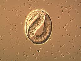 <p>Strongyloides wasteri</p>