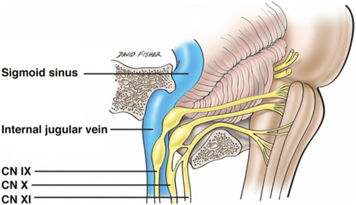 <p>The pharyngeal plexus innervates the muscles and mucosa of the pharynx, playing a crucial role in swallowing and sensation. </p>