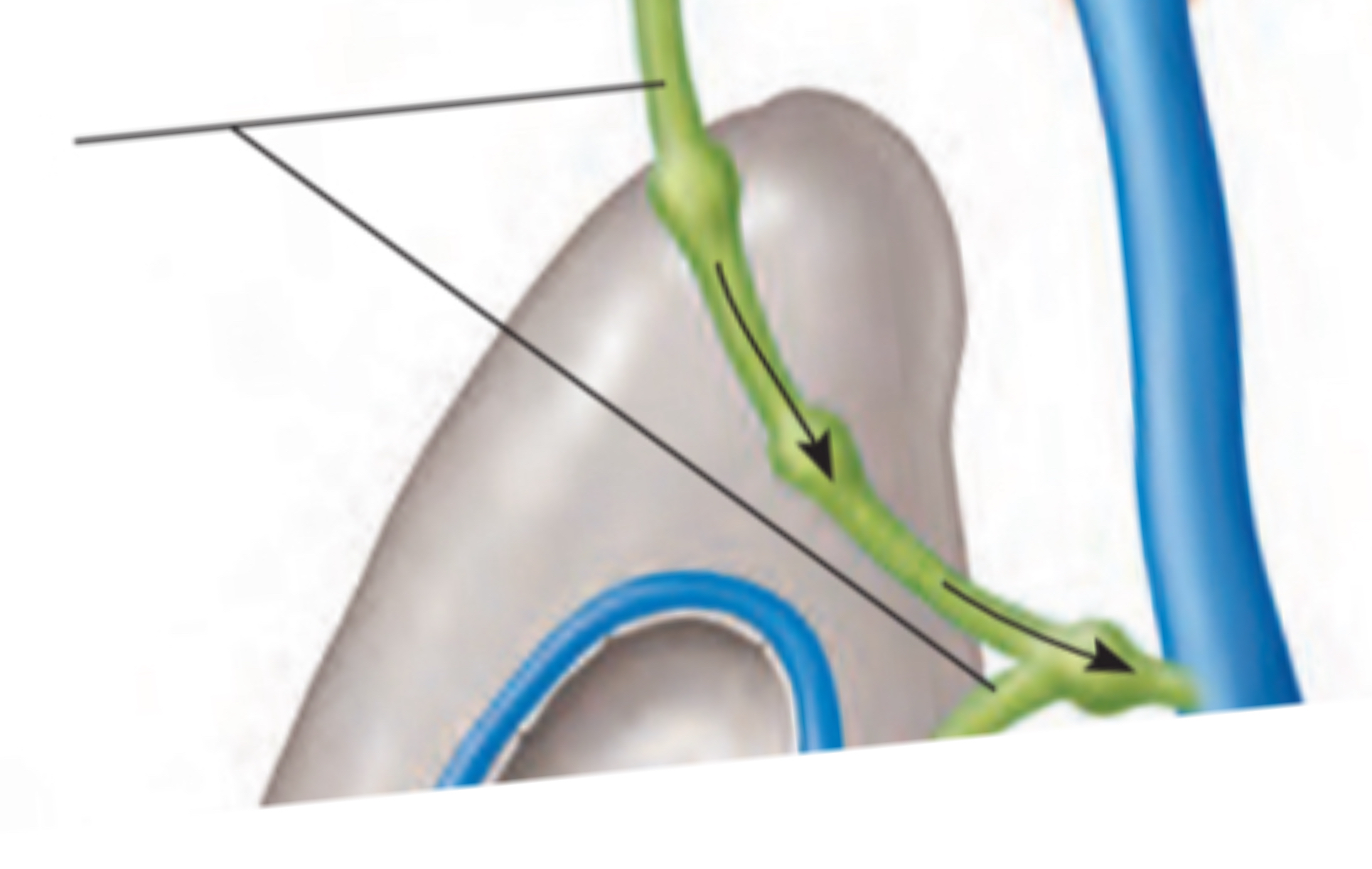 <p>Lymphatic vessels</p>