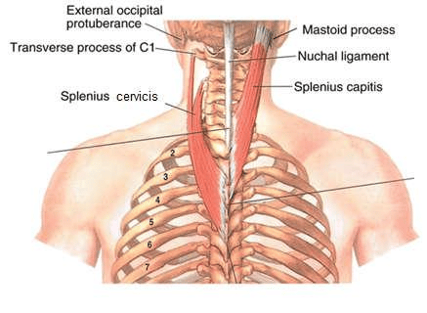 <p>Middle/inferior trunks drain to thoracic duct; superior trunks to bronchomediastinal trunks.</p>