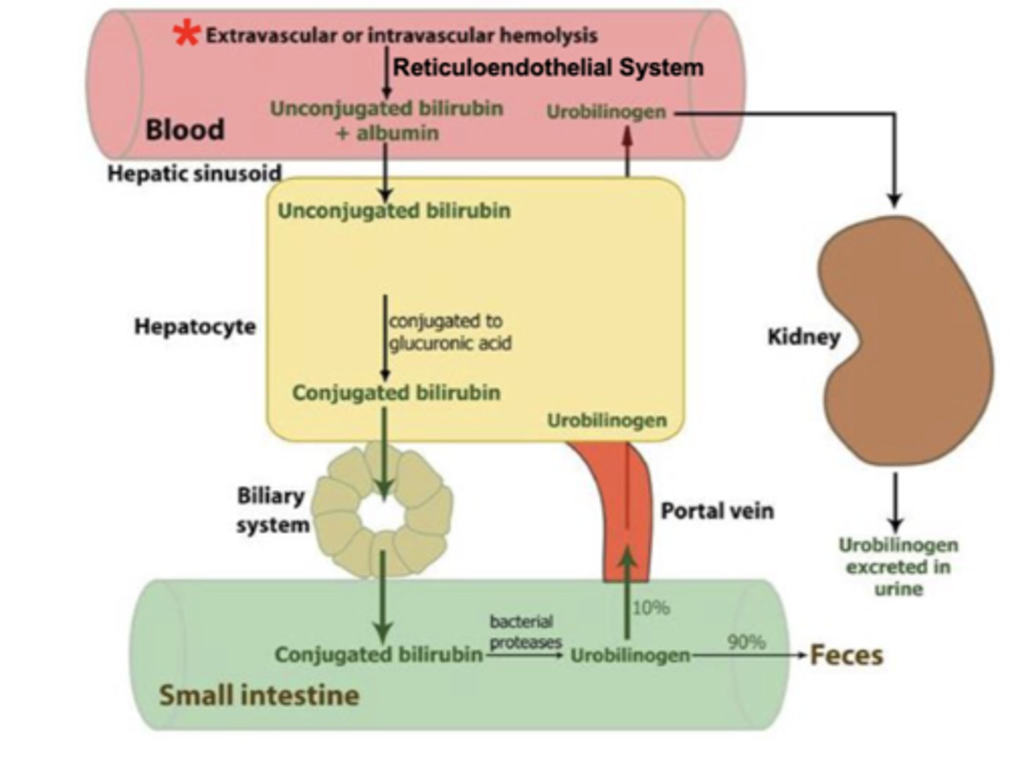 <p>extravascular or intravascular hemolysis (breakdown of RBC) --&gt; unconjugated bilirubin in blood --&gt;&gt;&gt; enters hepatic sinusoid --&gt; enters hepatocyte--&gt; conjugated to glucaronic acid --&gt;excreted in bile --&gt; enter small intestine --&gt; converted into urobilinogen via bacterial proteases --&gt; 90% eliminated in feces + 10% enters portal system --&gt; enters hepatocyte --&gt; reabsorbed into blood --&gt; travels to kidneys --&gt; excreted in urine </p><p>*urobilinogen is the reason for the color of pee pee &amp; boo boo </p>