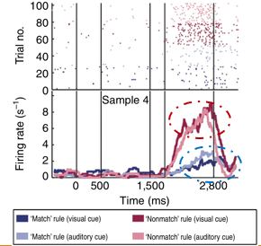 <p>-high firing rate for ‘non-match’ rule trials </p><p>-low firing rate for ‘match’ rule</p><p>-does not matter whether cue was signalled auditory or visually → shows the firing rate is about the rule and not the type of stimulus </p><p>-supports cognitive flexibility and role of NCL as analogue to PFC </p>