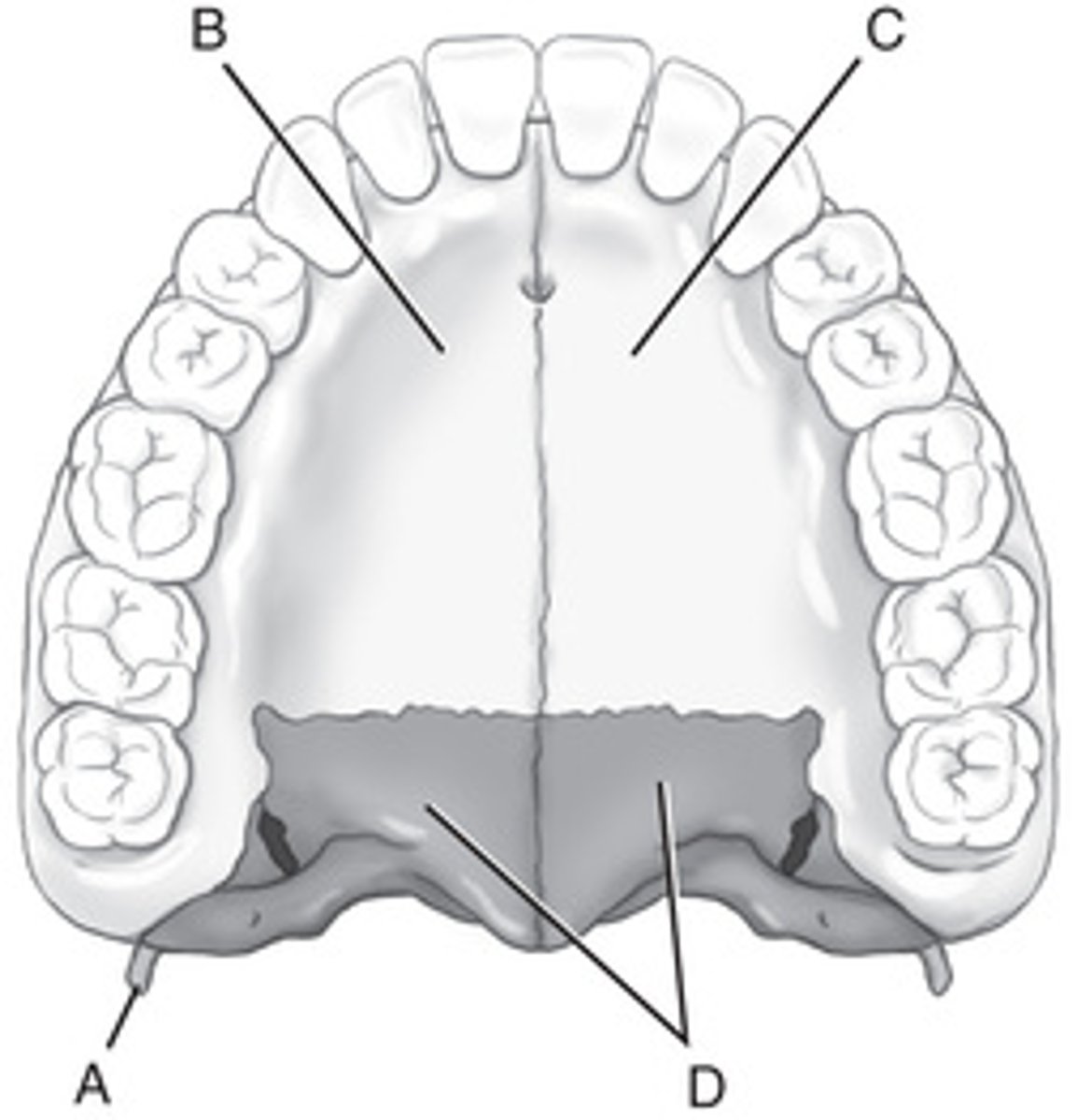 <p>A. Pterygoid hamulus, sphenoid</p><p>B. Right palatine process, right maxilla</p><p>C. Left palatine process, left maxilla</p><p>D. Horizontal portions, right and left palatine bones</p>