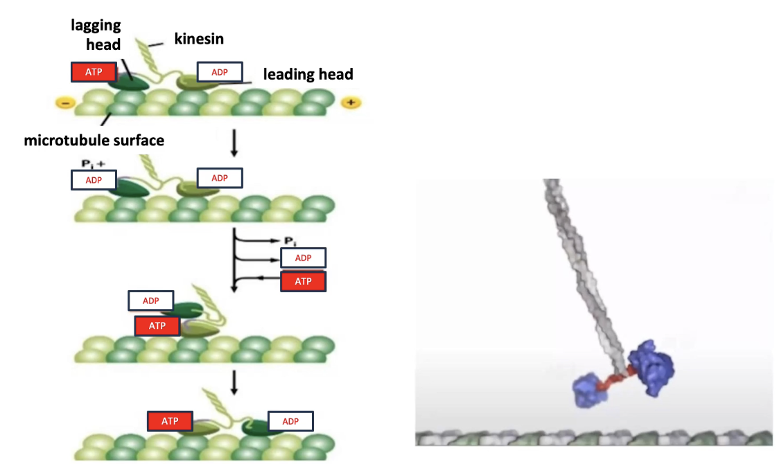 <ul><li><p><strong>Mechanism</strong>:</p><ul><li><p>Two motor heads (dimers) take turns moving</p></li><li><p>At least <strong>one head always remains attached</strong> to the microtubule</p></li><li><p><strong>Cycle stages</strong>:</p><ul><li><p><strong>Lagging head</strong>: bound to <strong>ATP → hydrolyzes ATP → ADP + Pi → releases microtubule</strong></p></li><li><p><strong>Leading head</strong>: bound to <strong>ADP → exchanges for ATP → tightens microtubule binding</strong></p></li><li><p>Conformational change in <strong>neck</strong> swings lagging head forward</p></li></ul></li><li><p>This resets the cycle for continuous forward movement</p></li></ul></li><li><p><strong>Key concepts</strong>:</p><ul><li><p>Movement is <strong>ATP-driven</strong></p></li><li><p><strong>Coordination</strong> between heads ensures continuous stepping</p></li></ul></li></ul><p></p>