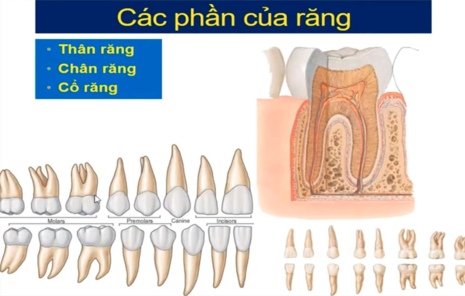 <p>Răng được chia làm 3 phần nào ? </p>