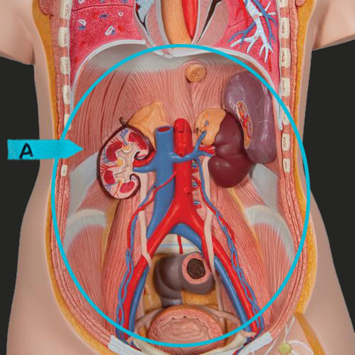 <p>Identify the membrane that lines this cavity (be specific)</p>