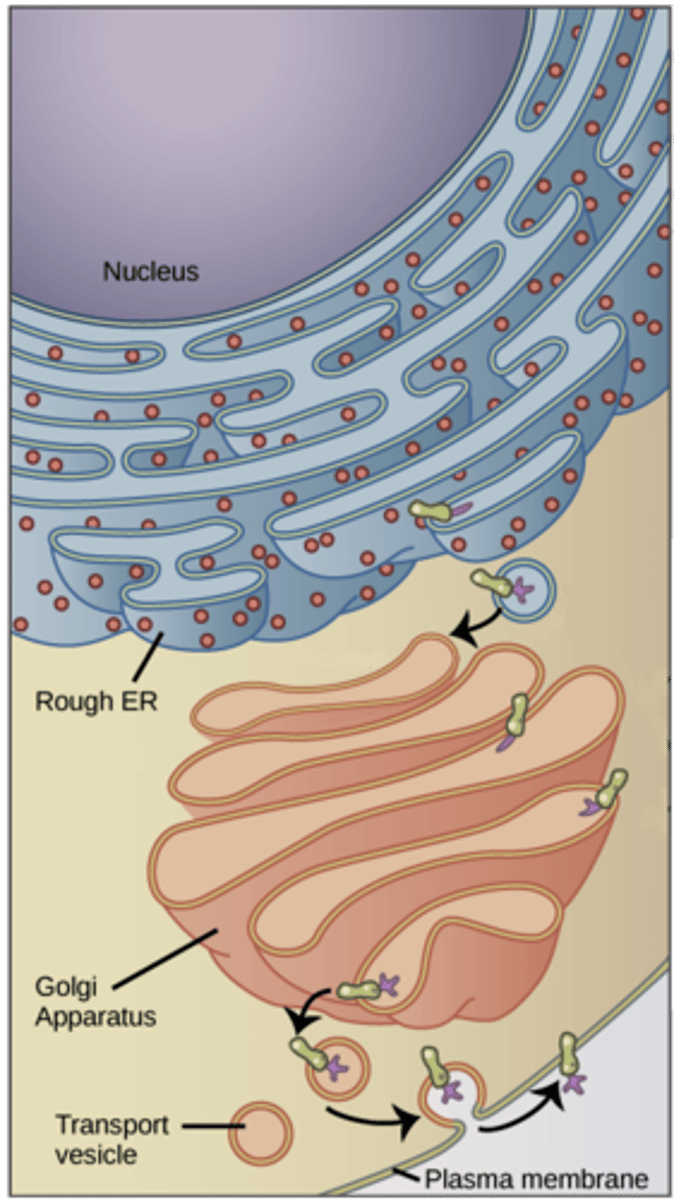 <p>1. Protein Production from RER.<br>2. Sent to the Golgi via vesicles.<br>3. Proteins are modified within the Golgi<br>4. Modified proteins are repackaged in Golgi, and sent to cell membrane or remain in vesicles (to become peroxisome or lysosome)</p>
