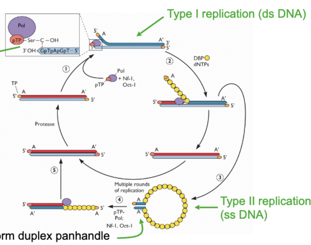 <p></p><ul><li><p><span>Start with dsDNA genome → start using terminal protein which is connected to DCMP nucleotide → position protein primer at extreme end through base pairing between C residue and G residue at end of genome → polymerase comes and primes off of this , copies genome, as copying happening strand displacement happening to strand not being copied → at end an entire strand is displaced and replaced → this is <strong>type 1 replication</strong></span></p></li><li><p><span>After this ^&nbsp;</span></p></li><li><p><span>The ssDNA that got released coated with ssDNA binding protein so it doesn’t fold&nbsp; back → inv terminal repeats allow it to form<strong> panhandle structure</strong> which looks like dsDNA end → this region is protein primed to start replication in the same way as type 1 → priming starts, replication starts → boom two dsDNA molecules → <strong>type 2</strong></span></p></li><li><p><span>Important: Protein priming replication, 2 stages of DNA replication</span></p></li></ul><p></p>
