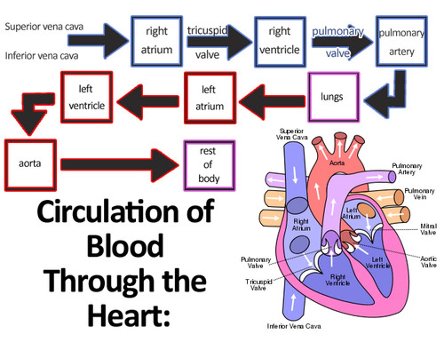 <p>-Oxygen poor blood enter right atrium and flows into right ventricle via vena cava</p><p>-Blood is pumped from right ventricle into pulmonary artery (goes into lungs)</p><p>-Oxygen rich blood returns to heart via pulmonary vein and enters left atrium and flows into left ventricle</p><p>-Blood is pumped into the aorta and circulated to body</p>