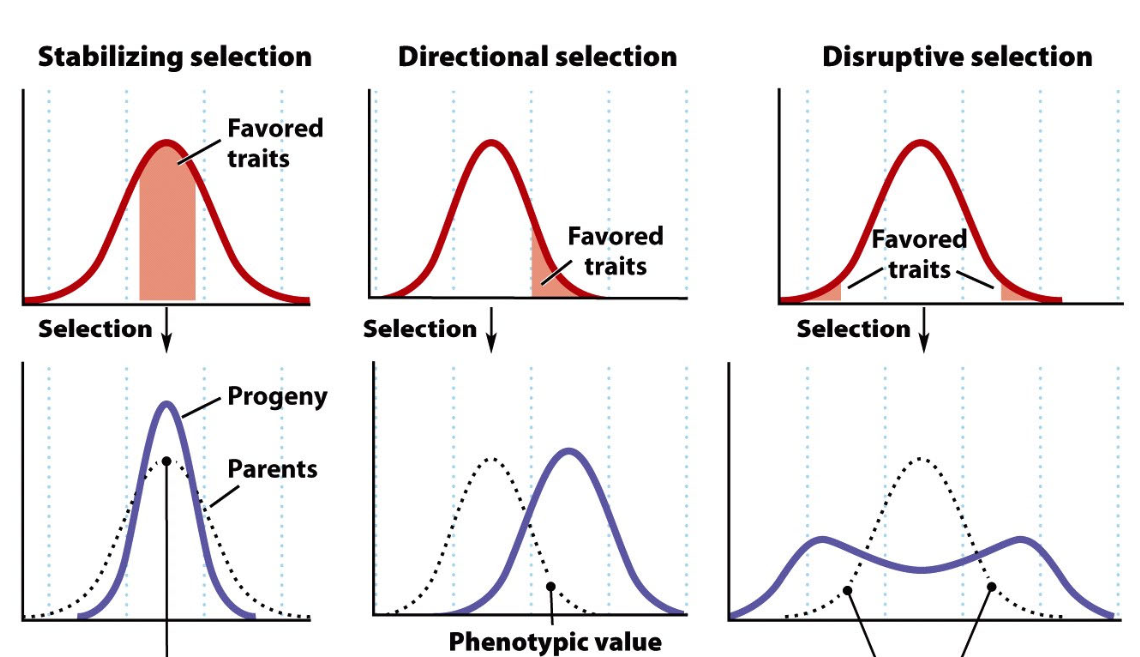 <p>Stabilizing selection - favouring average traits</p><p>Directional selection - favours a singular extreme in one direction</p><p>Disruptive Selection: Favours both extremes compared to the average</p>