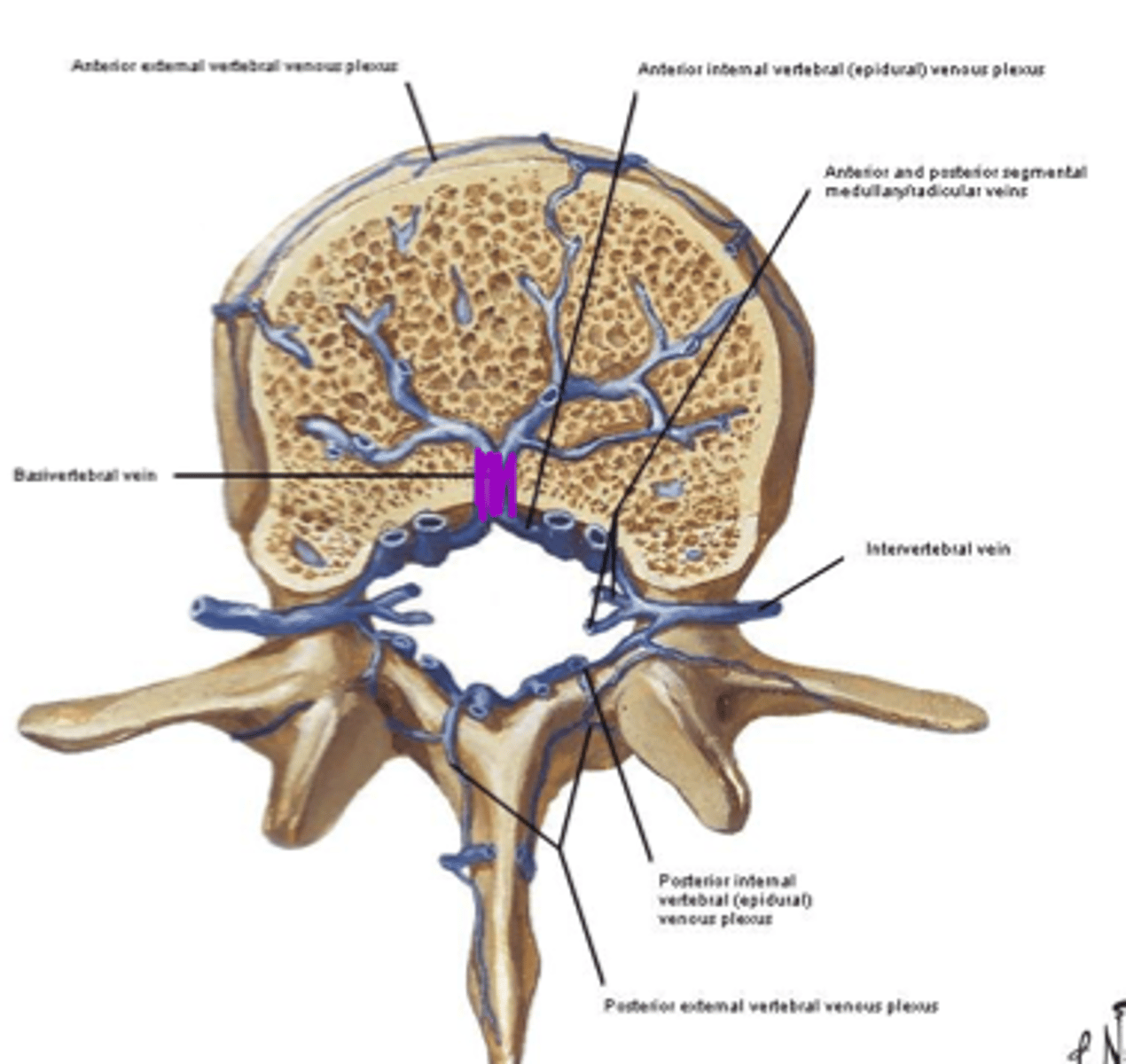 <p>◼ Internal &amp; external venous plexuses</p><p>◼ Basivertebral &amp; intervertebral veins</p><p>◼ 6 longitudianl veins drain the cord</p><p>⭘ 1. Anterior (3) spinal veins</p><p>⭘ 2. Posterior (3) spinal veins</p>