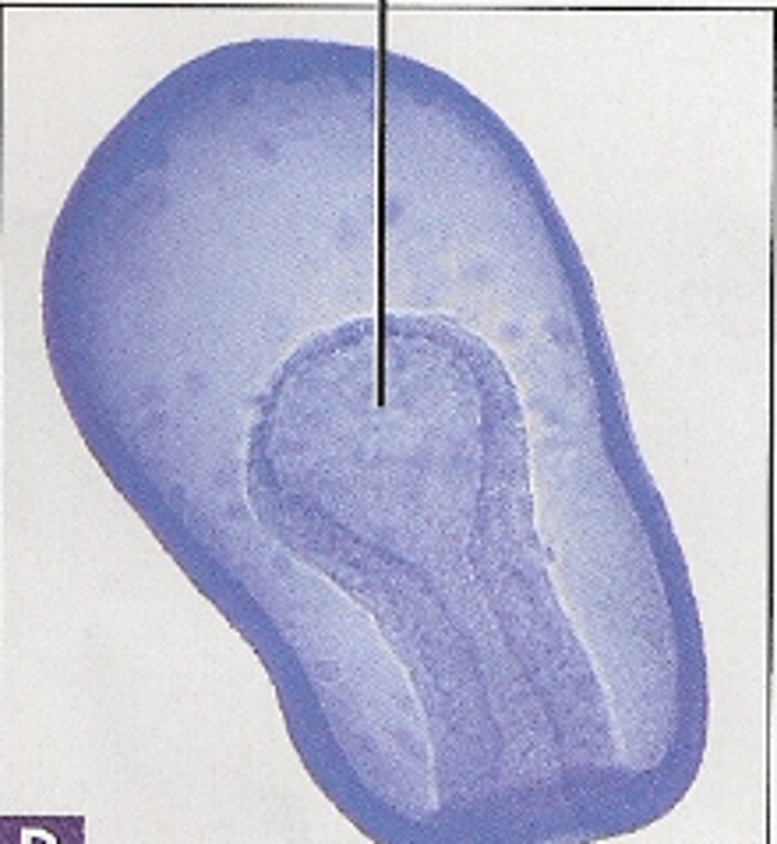 <p>during gastrulation: the deeper cavity formed following the formation of the blastopore. This first body cavity becomes the gut.</p>