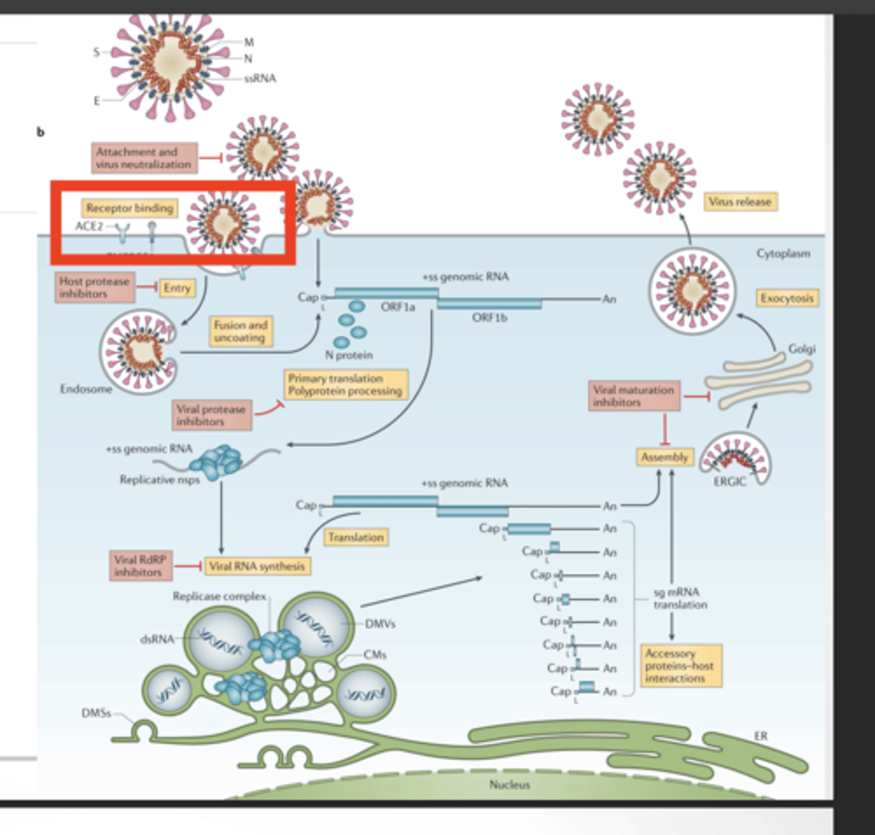 <p>Where to target a drug (general)</p><p>You can block the virus at multiple steps:</p><p>Entry (ACE2 binding)</p><p>Drugs here stop the virus from even getting inside:</p><p>Block spike protein</p><p>Block ACE2 interaction</p><p>Block TMPRSS2 (host protease)</p><p>Protease activity (cutting viral proteins)</p><p>RNA replication (RdRp)</p><p>Virus makes one long protein → needs proteases to cut it</p><p>nsps (like Nsp3) form replication machinery</p><p>RdRp copies RNA</p><p>Drugs here:</p><p>Paxlovid → protease inhibitor</p><p>Molnupiravir → RdRp inhibitor</p><p>Assembly/release</p>