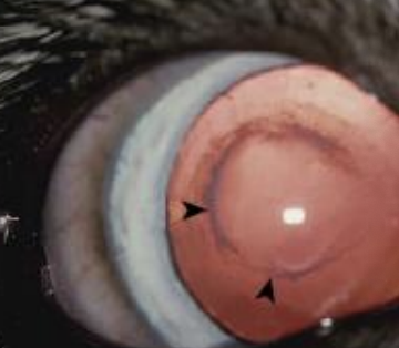 <p>Lenticonus and lentiglobus refer to abnormal curvature of what eye structure?</p>