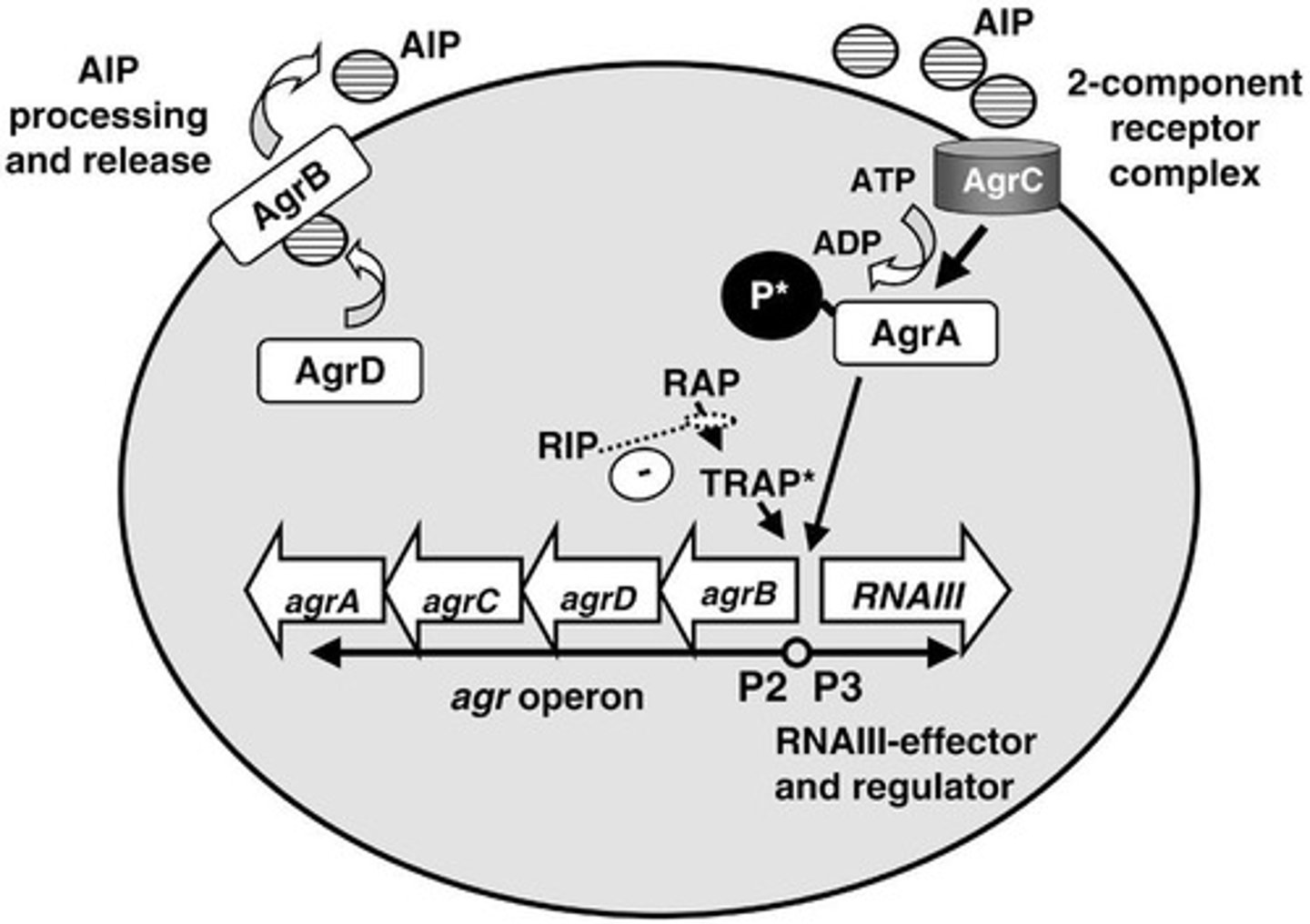 <p>> Signal: Auto-inducing peptide "AIP"</p><p>> Up-regulates extracellular virulence factors, while down-regulating cell surface virulence factors</p><p>> AgrA: response regulator</p><p>> AgrB: protease</p><p>> AgrC: Sensor kinase</p><p>> AgrD: pre-cleaved peptide</p>