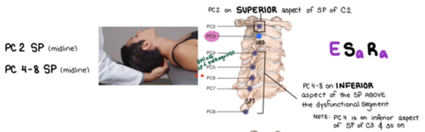 <p>E Sa Ra</p><p>**SUPERIOR aspect of SP C2</p><p>rectus capitis posterior minor/major and olbiquus capitis inferior</p>