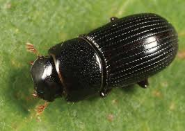 <p>Size: adult 3–4 mm Small black scarab; larvae (grubs) damage Poa/bentgrass roots in summer.</p>