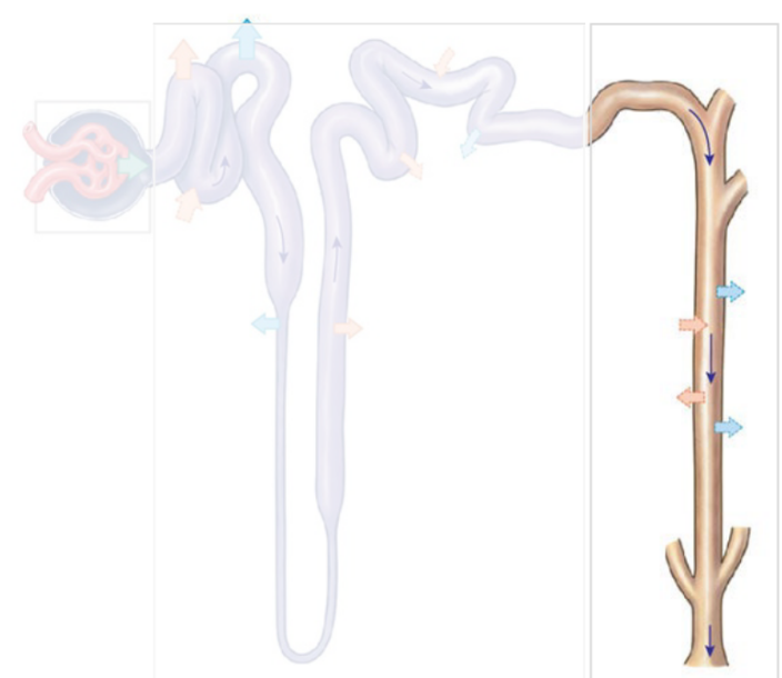 <p><span style="color: #0c0b0b"><br></span><span style="color: #0c0b0b">• Tubular fluid (urine) from each nephron empties into the</span><span style="color: #0c0b0b"><br></span><span style="color: #0c0b0b">collecting system (→ minor calyces)</span></p>