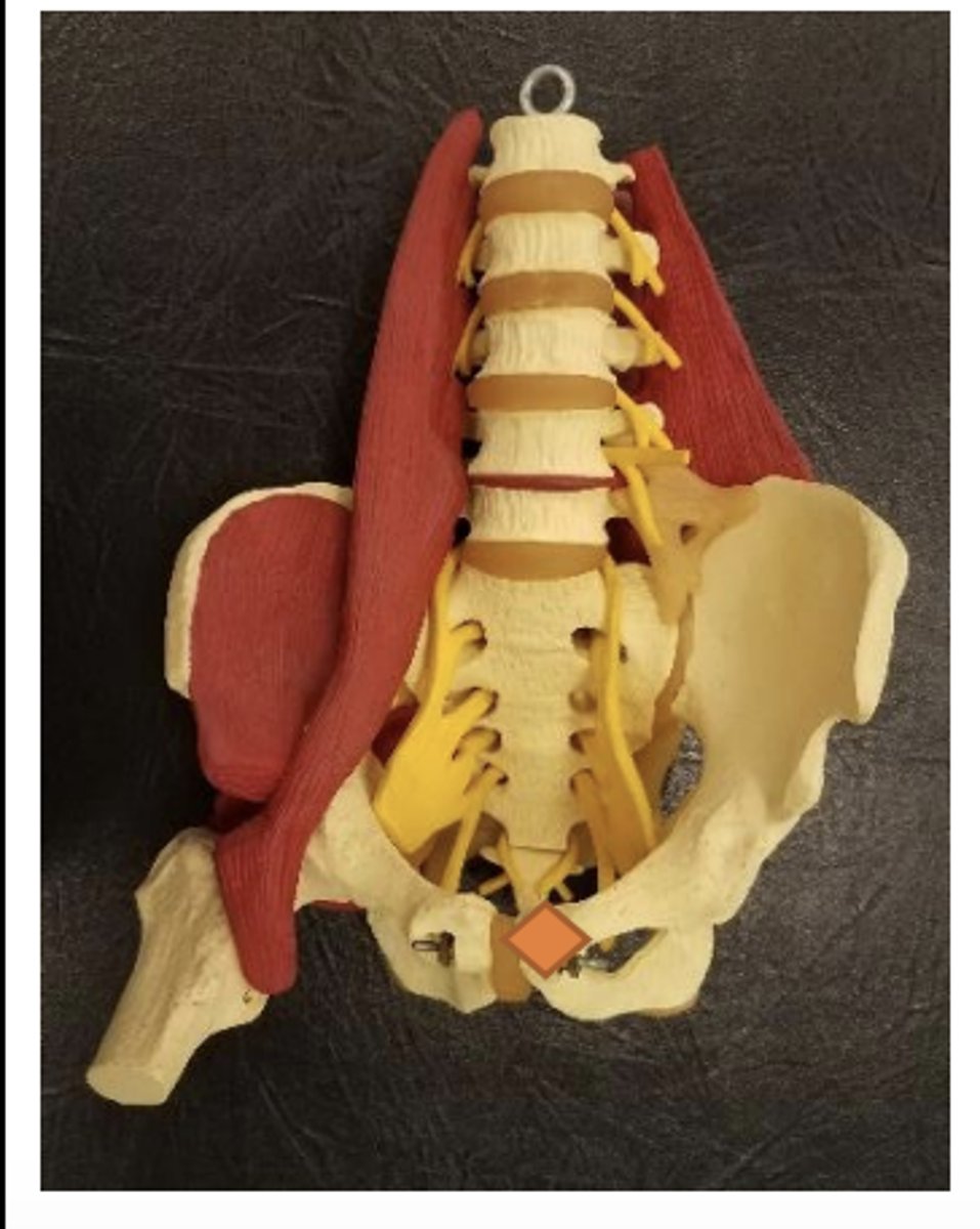 <p>anterior-superior aspect of pubic ramus, just lateral to pubic symphysis</p>