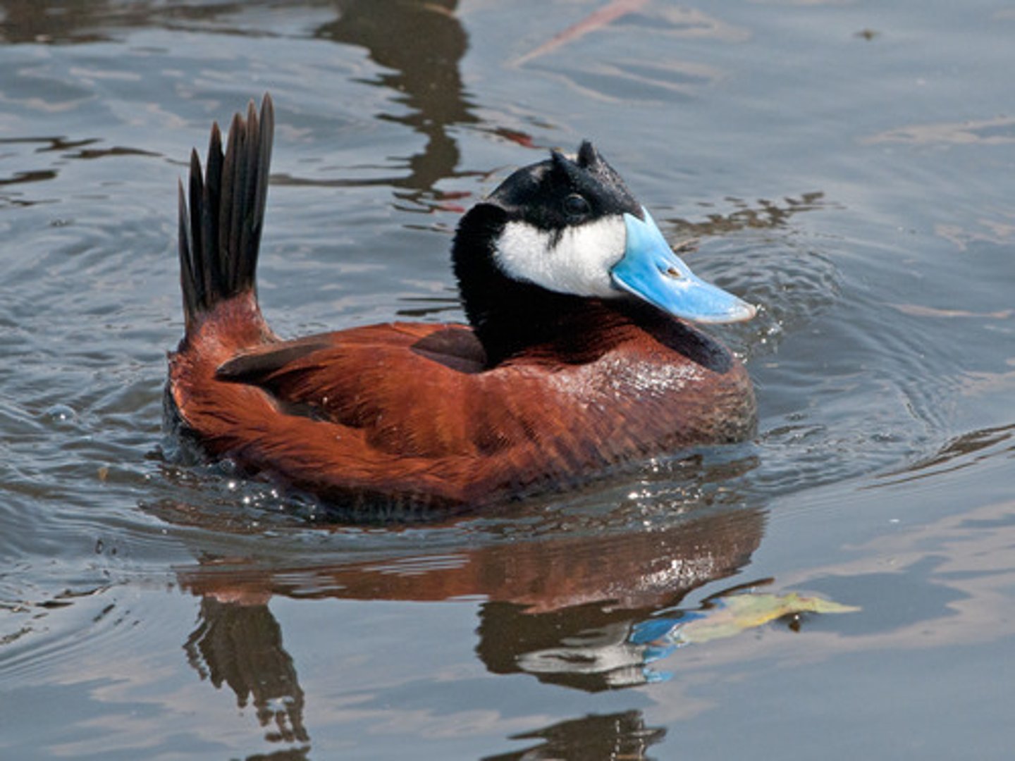 <p><span style="background-color: transparent;">stiff tail, major nest parasites with other birds, the eggs are huge. Beak changes color due to hormonal changes</span></p>