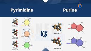 <p>Cytosine, Uracil, and Thymine </p><ul><li><p><strong>CUT</strong> is the acronym </p></li></ul><p></p>