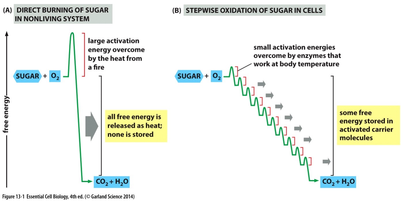 <p>usable energy through glycolysis, the citric acid cycle, and oxidative phosphorylation in cellular respiration.</p>