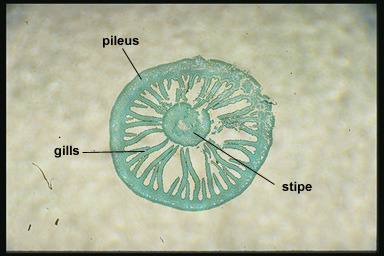 basidiomycota