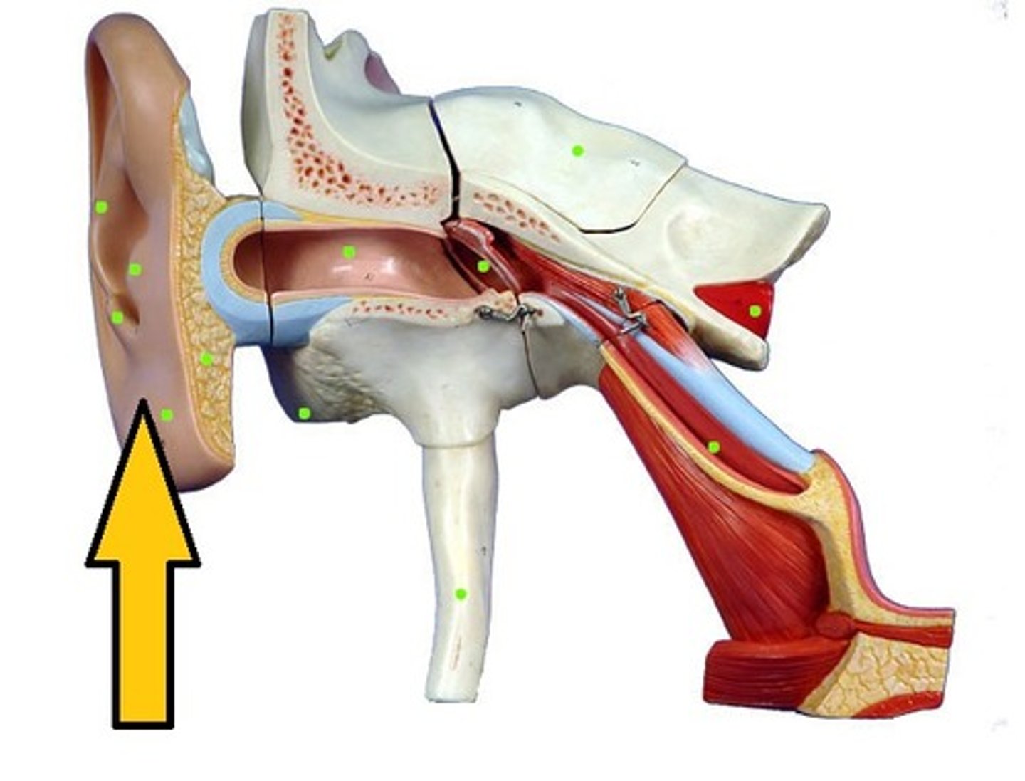 <p>Helps to collect sound waves and rather poorly directs them to the external auditory canal.</p>