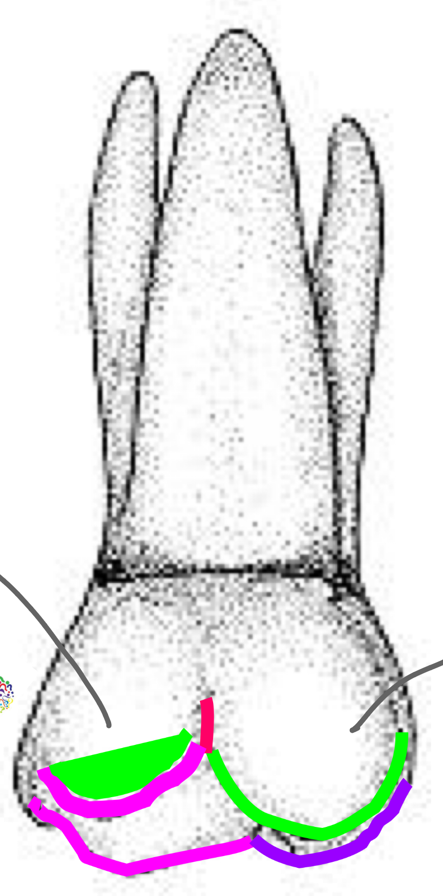 <p>Name the tooth and hi-lighted portions</p>