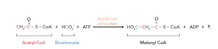 <ul><li><p><span><strong>Step 2: Formation of Malonyl-CoA Enzyme: acetyl-CoA carboxylase (ACC)</strong></span></p></li><li><p><span>Acetyl-CoA is carboxylated to malonyl-CoA by AAC</span></p></li><li><p><span>This reaction requires ATP and biotin as a cofactor.</span></p></li><li><p><span>This is the rate-limiting step of lipogenesis as well as the regulated step of FA synthesis.</span></p></li><li><p><span>Malonyl-CoA serves as the two-carbon donor unit for the elongation of the fatty acid chain</span></p></li></ul><p></p>