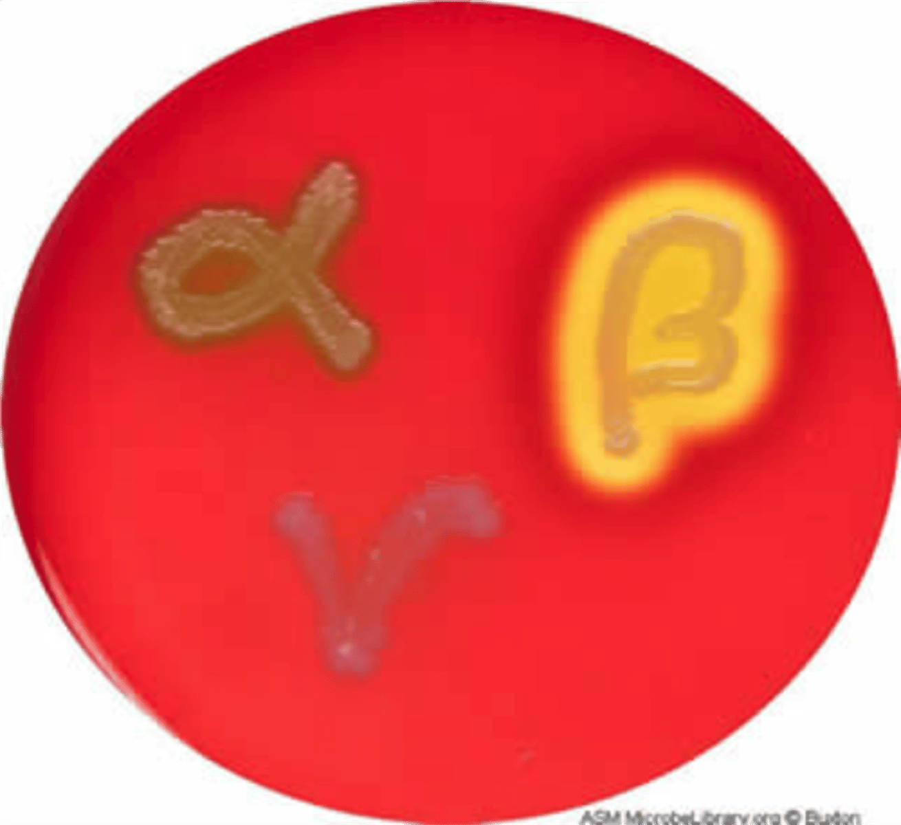 <p>S. pneumoniae, viridans<br>-green! partial hemolysis</p>