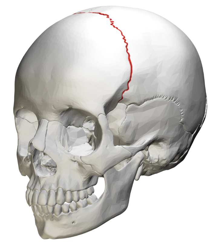 <p>Separates the front and back of the top of the skull</p>