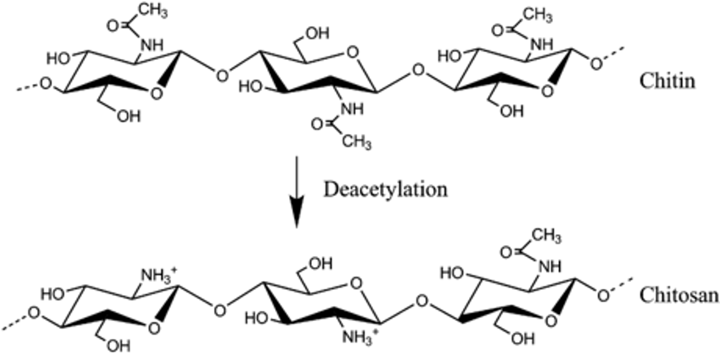 <p>Chitin that is partially deacetylated</p>