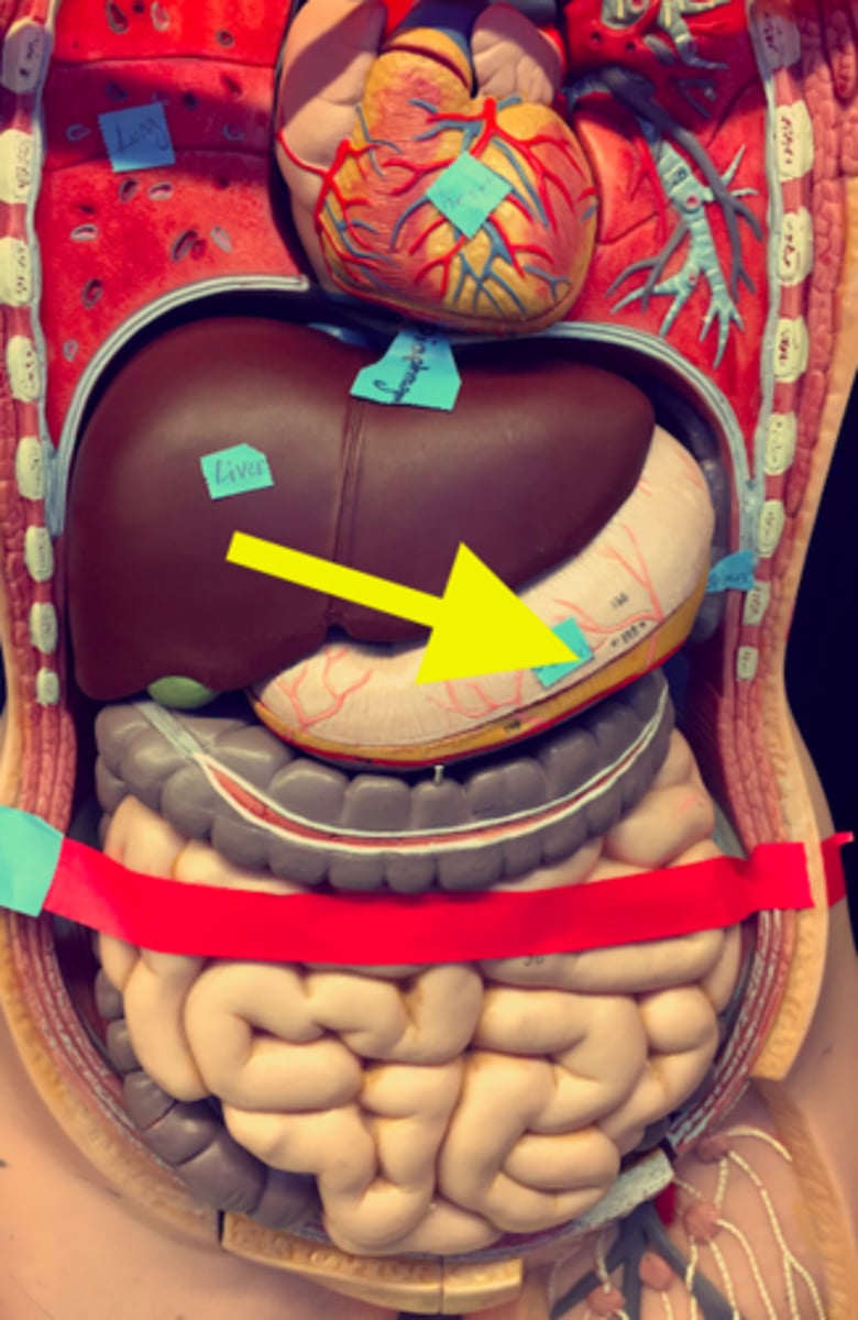 <p>large muscular sac that continues the mechanical and chemical digestion of food</p>