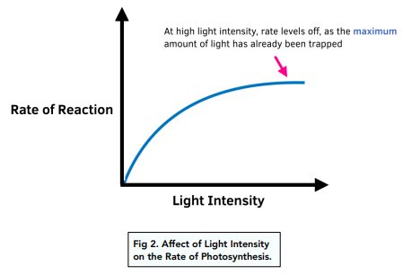 <p><span>If one photon of light hits a chloroplast, then only one electron will be excited and leave; if 2 hit 2 leave - so as the light gets stronger, <strong>more electrons</strong> will leave chlorophyll and go to NADPH to go into the sugar, until the electrons are hopping off so fast there <strong>aren’t enough enzymes</strong> to transfer them or enough molecules to accept them so it levels off. Also limited by the <strong>number of photosystems and chlorophyll</strong> because those electrons can only be excited and transferred and replaced so fast.&nbsp;</span></p><ul><li><p><span><u>Practical application:</u></span></p><p><span>Due to its position the equator receives more direct light - higher light intensity - more photosynthesis → more plant biodiversity &amp; quantity</span></p></li></ul><p></p>