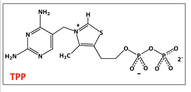 <p>First step in acetyl CoA formation (rate determining).</p><p>✧ Pyruvate + ionized TPP ( carbanion of thiamine pyrophosphate) is decarboxylated = hydroxyethyl-TPP</p><img src="https://knowt-user-attachments.s3.amazonaws.com/e5575d34-7714-4d04-b92d-6f7877121b2b.png" data-width="50%" data-align="center"><p></p>