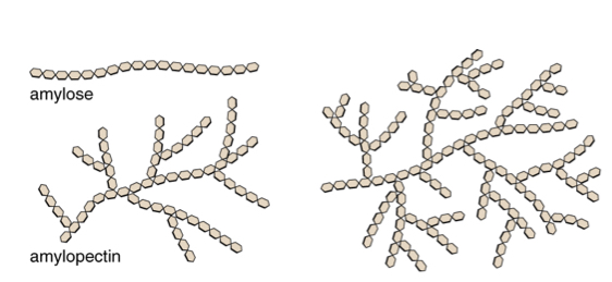 <p>Which example of polysaccharides?</p><ul><li><p>Branched</p></li><li><p>Primary energy-storage in animals</p></li><li><p>Bacteria and plants</p></li></ul><p></p>