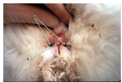 <p>no footpads just fur</p><p>can predispose to ulcerative conditions - ulcerative pododermatitis, generally exacerbated by hard cage surfaces and unhygienic conditions, more common in overweight animals or those with thin coat&nbsp;</p><p>scent glands present in both sexes - 3 sets&nbsp;</p>