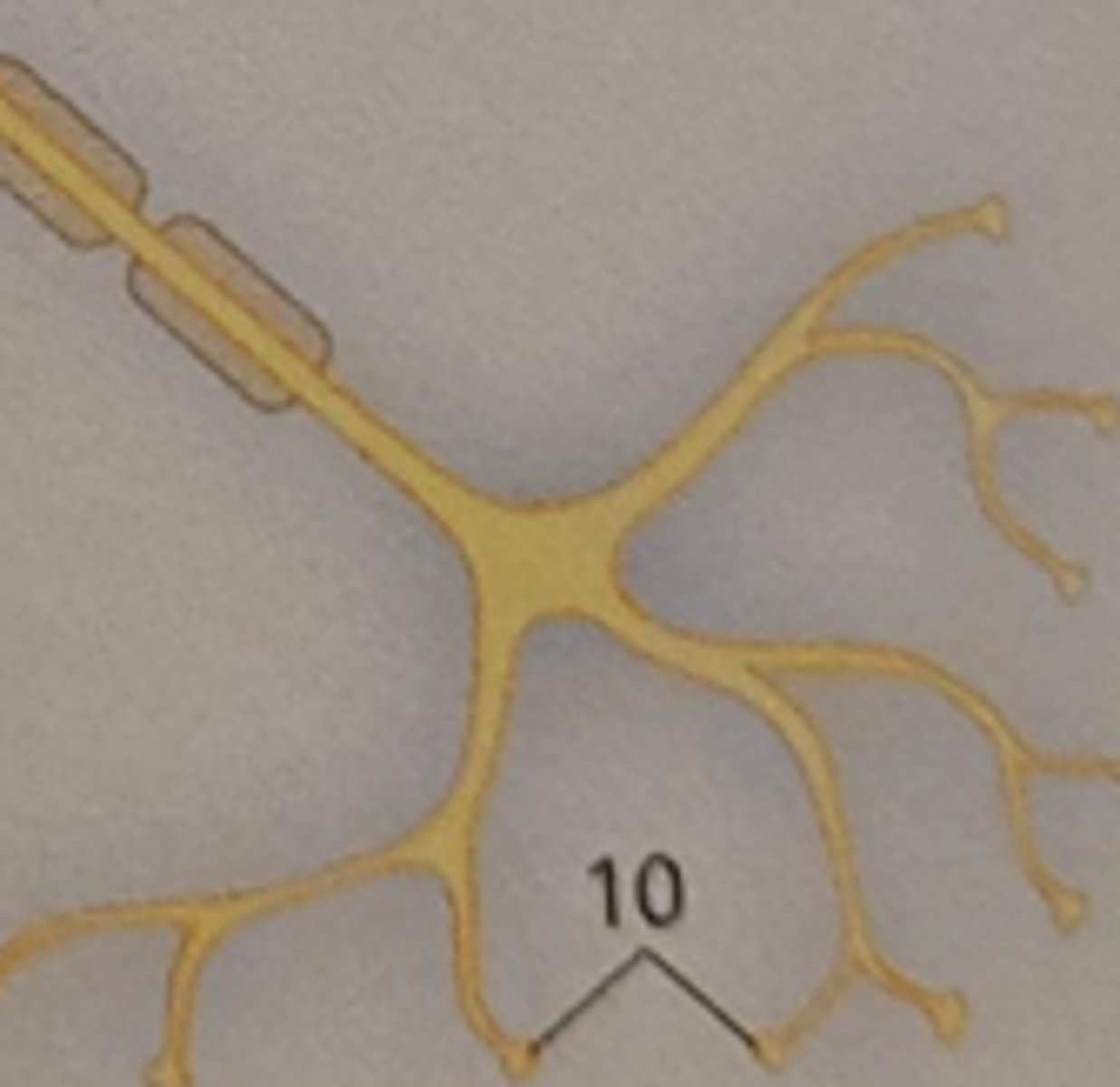 <p>Hier wird die Erregung vom Axon an die Dendriten eines anderen Neurons, oder an eine andere Zelle (z.B. Muskelfaser) weitergegeben</p>