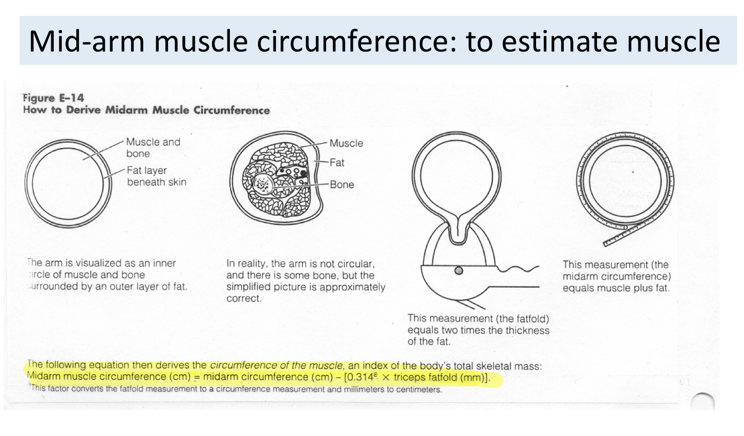 <p>calculated by: </p><ol><li><p>first finding the mid-upper arm circumference and the triceps skinfold thickness</p></li><li><p>then using a formula to subtract the fat layer from the total circumference, leaving the muscle and bone mass.</p></li></ol><p></p>