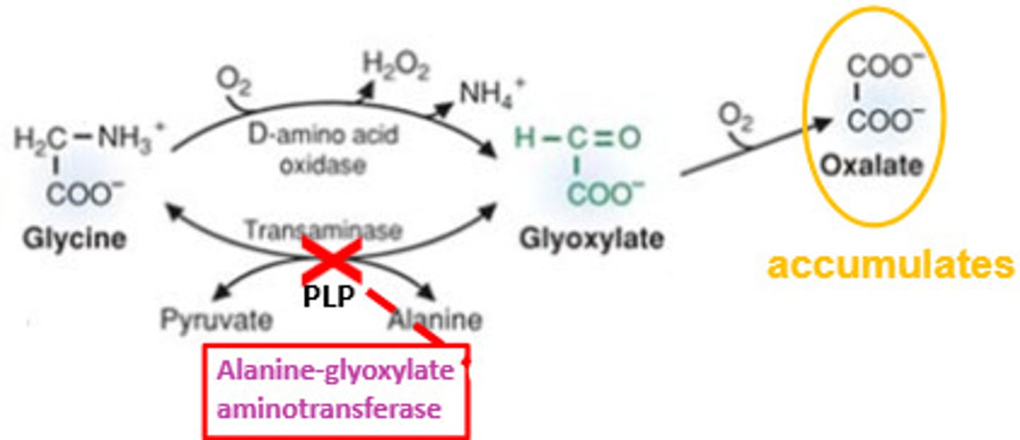 <p>The AGT enzyme activity is absent</p><p>This leads to glyoxylate accumulation</p><p>Glyoxylate is converted into oxalate</p><p>Excess oxalate forms calcium oxalate crystals, which damage the kidneys</p>