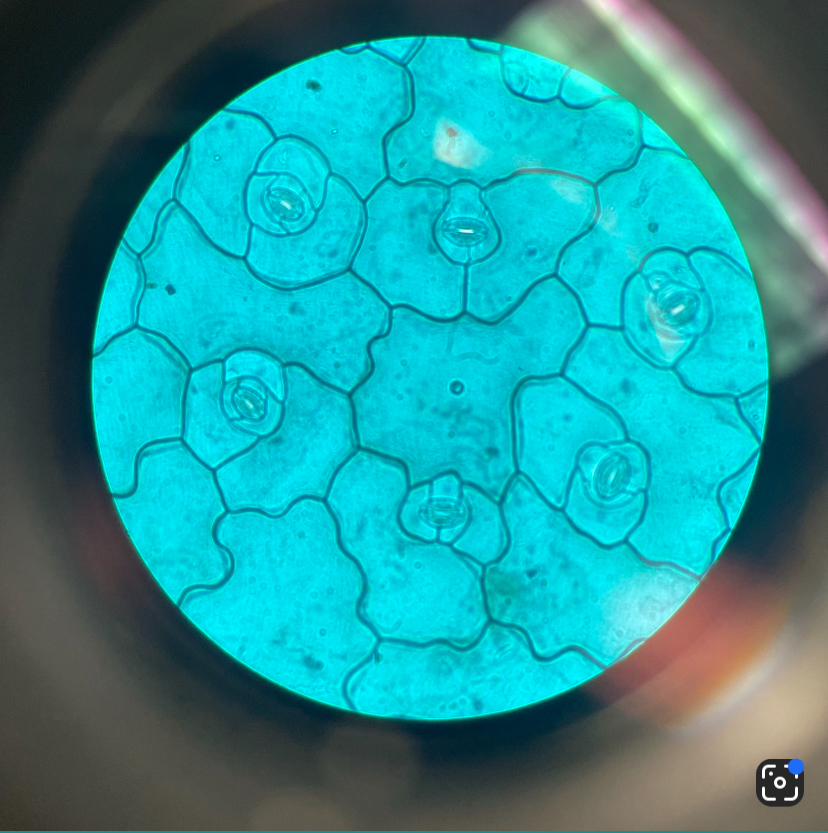 <p>leaf epidermis</p>