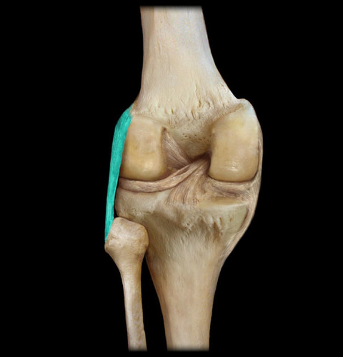 <p>External side of the knee</p>