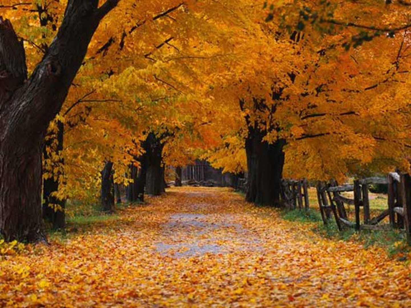 <p>autumn, fall</p>